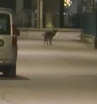 Martinsicuro - Allarme lupi nel quartiere Anfiteatro: i residenti chiedono controlli